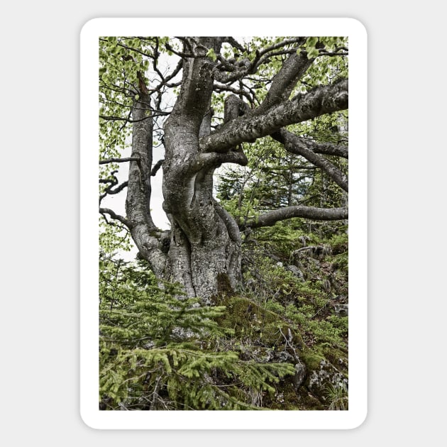 Old twisted tree Sticker by naturalis